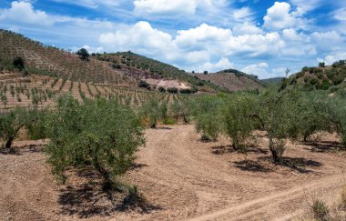 İspanya 'nın güneyindeki Olvera Meadows. La Via verde 'de, Olvera ve Puerto Serrano arasında yer almaktadır.