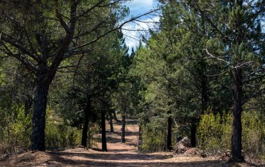 İspanya 'nın güneyindeki Olvera Meadows. La Via verde 'de, Olvera ve Puerto Serrano arasında yer almaktadır.