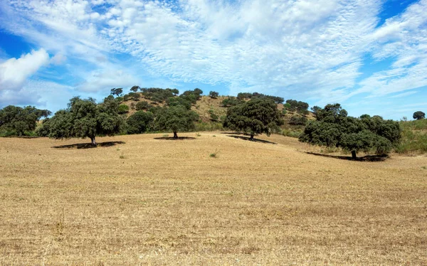 Prados Olvera Sur España Situado Verde Entre Olvera Puerto Serrano —  Fotos de Stock