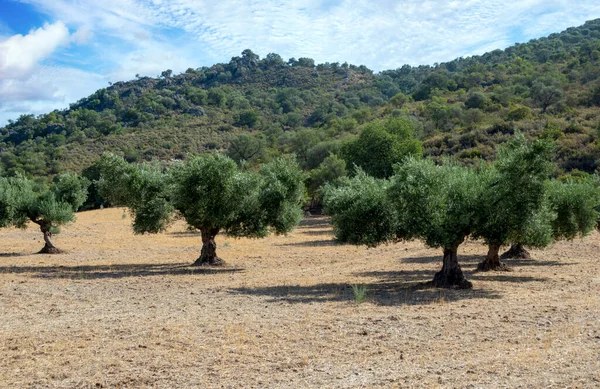 Łąki Olvera Południu Hiszpanii Znajduje Się Verde Między Olvera Puerto — Zdjęcie stockowe