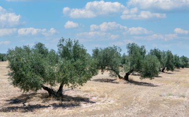 İspanya 'nın güneyindeki Olvera Meadows. La Via verde 'de, Olvera ve Puerto Serrano arasında yer almaktadır.