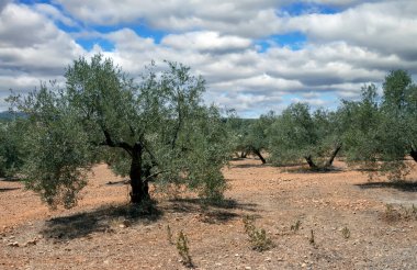 İspanya 'nın güneyindeki Olvera Meadows. La Via verde 'de, Olvera ve Puerto Serrano arasında yer almaktadır.