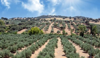 İspanya 'nın güneyindeki Olvera Meadows. La Via verde 'de, Olvera ve Puerto Serrano arasında yer almaktadır.
