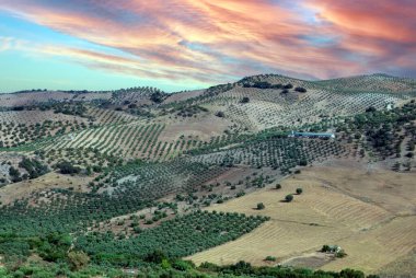 İspanya 'nın güneyinde Olvera' nın zeytin ağaçları. Olvera ve Puerto Serrano arasında La Via verde 'de yer almaktadır.
