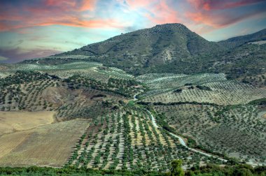 İspanya 'nın güneyinde Olvera' nın zeytin ağaçları. Olvera ve Puerto Serrano arasında La Via verde 'de yer almaktadır.