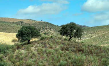 İspanya 'nın güneyindeki Olvera Meadows. La Via verde 'de, Olvera ve Puerto Serrano arasında yer almaktadır.