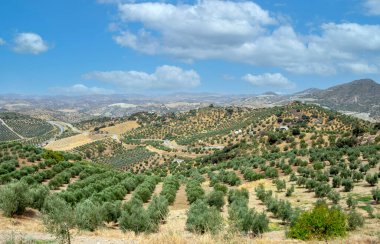 İspanya 'nın güneyinde Olvera' nın zeytin ağaçları. Olvera ve Puerto Serrano arasında La Via verde 'de yer almaktadır.