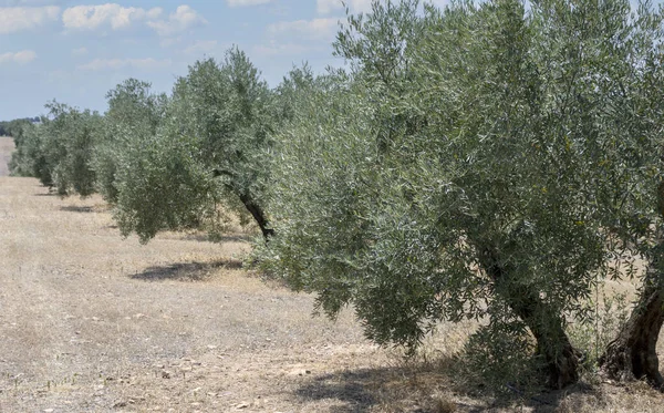 Meadows Olvera Het Zuiden Van Spanje Het Ligt Verde Tussen — Stockfoto