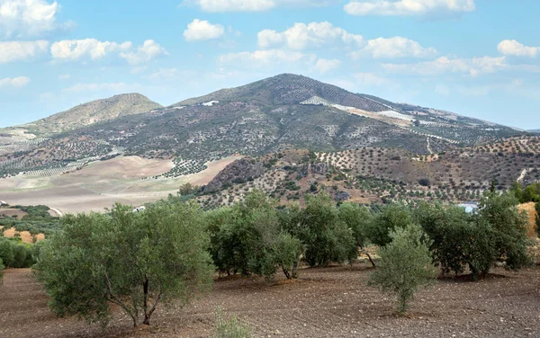 Ελιές Ολβέρα Στα Νότια Της Ισπανίας Βρίσκεται Στη Verde Μεταξύ — Φωτογραφία Αρχείου