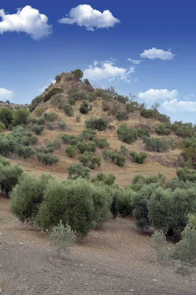 Olivi Olvera Nel Sud Della Spagna Trova Verde Tra Olvera — Foto Stock