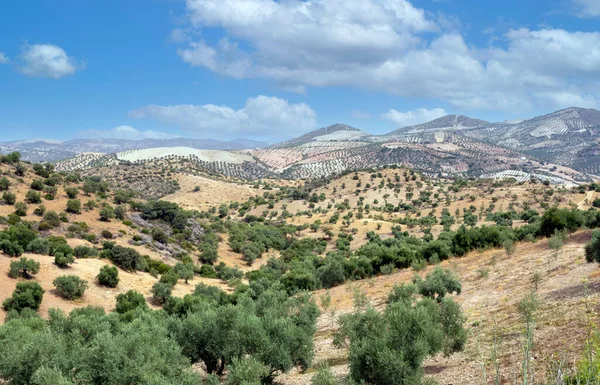 Olivovníky Olvery Jihu Španělska Nachází Verde Mezi Olvera Puerto Serrano — Stock fotografie