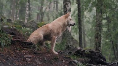 Beyaz güzel köpek yeşil bir ormanın ortasında oturur ve uzaklığa bakar.