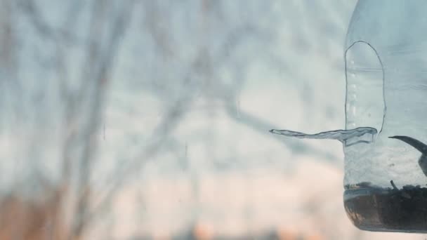 美丽的小鸟吃着透明的喂食器 — 图库视频影像