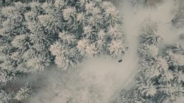 Drohnenflug Über Schönen Winterwald Bei Schneefall — Stockvideo