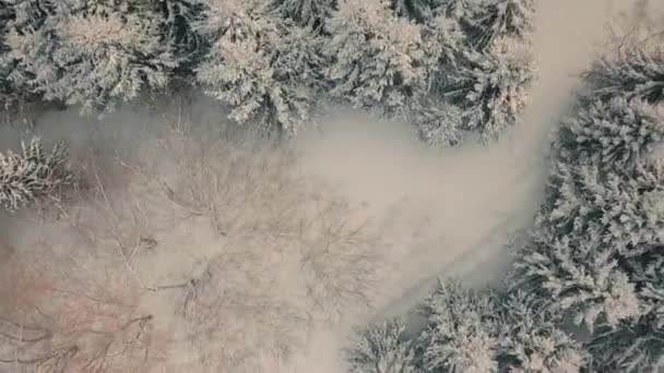 Lot Dronem Nad Pięknym Zimowym Lasem Podczas Opadów Śniegu — Wideo stockowe
