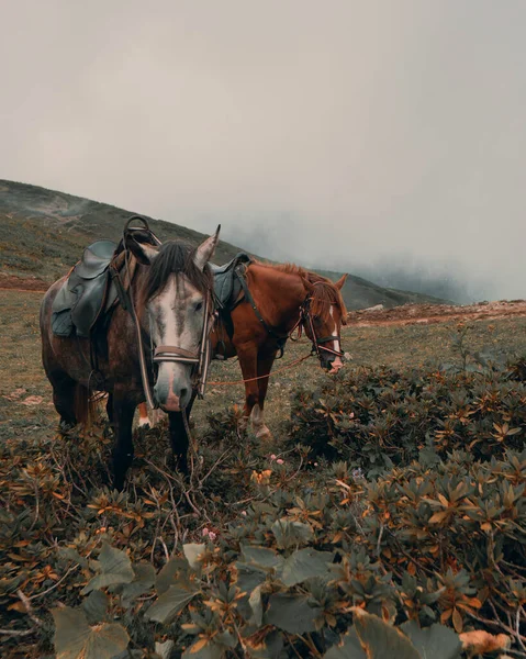 Eyeri olan atlar dağın tepesinde duruyor.