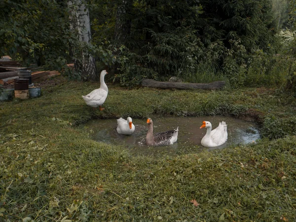 Köyün kazları küçük bir bahçe havuzunda eğleniyor.
