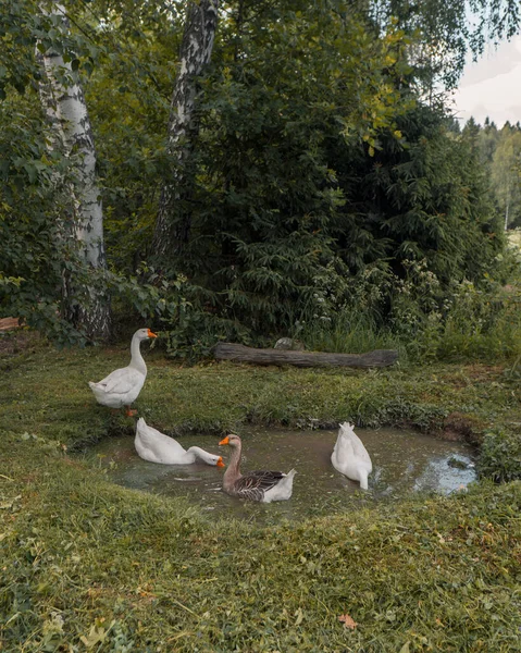 Köyün kazları küçük bir bahçe havuzunda eğleniyor.