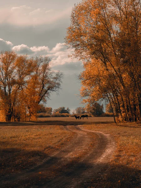 Podzimní Cesta Přes Zlaté Stromy Vede Dvěma Černým Koním — Stock fotografie