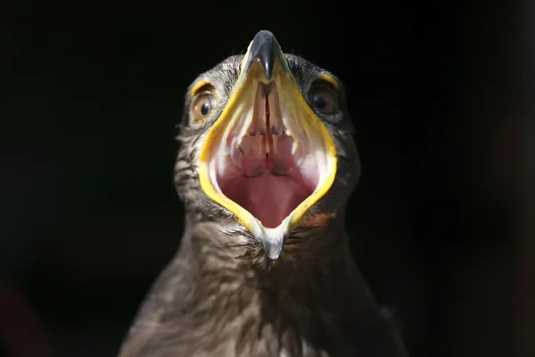 Eagle met snavel wijd open — Stockfoto