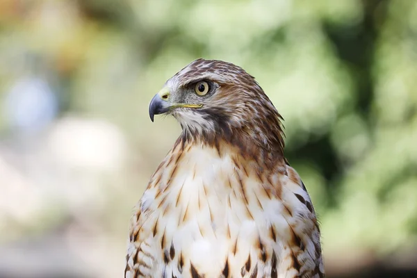 Kırmızı - kuyruklu şahin