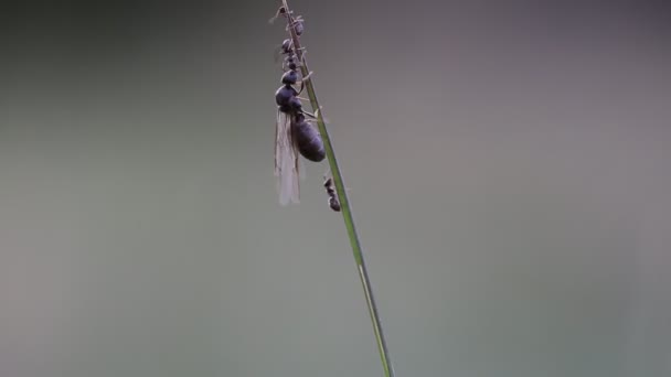 Fourmis marchant vers le haut de l'herbe lame — Video