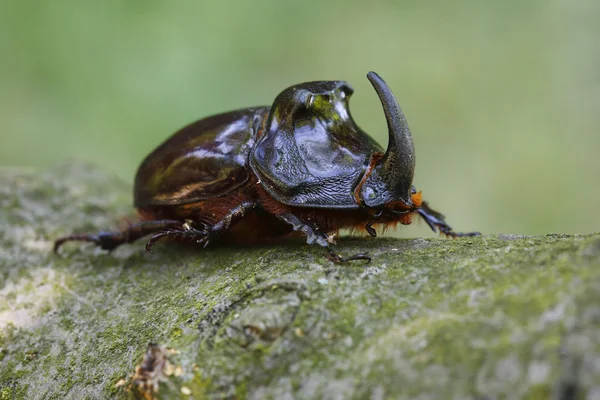Avrupa rhinoceros beetle