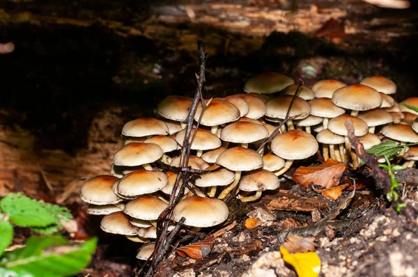 Hypholoma Fasciculare Clustered Woodlover Growing Dead Wood Forest — Stock Photo, Image