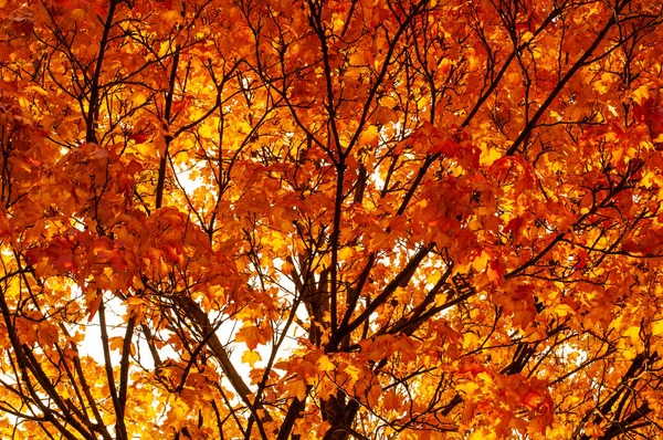 晴れた朝に紅葉したカエデの木の小枝 — ストック写真