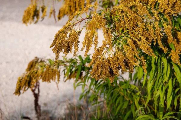 가바나 Canada Goldenrod Altissima 가을에 피우며 — 스톡 사진