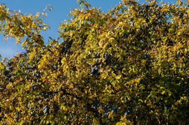 Kara dikenli çalıların üzerinde yürür Yağmurlu bir geceden sonra sabah güneşinde