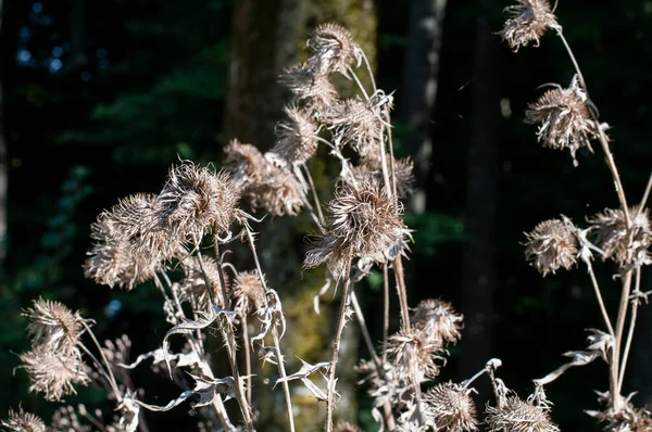 Les Capitules Secs Chardons Flétris Par Une Journée Ensoleillée — Photo