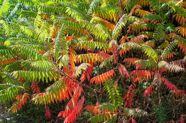 Folhas Sumac Staghorn Rhus Typhina Modificando Cores Outono — Fotografia de Stock