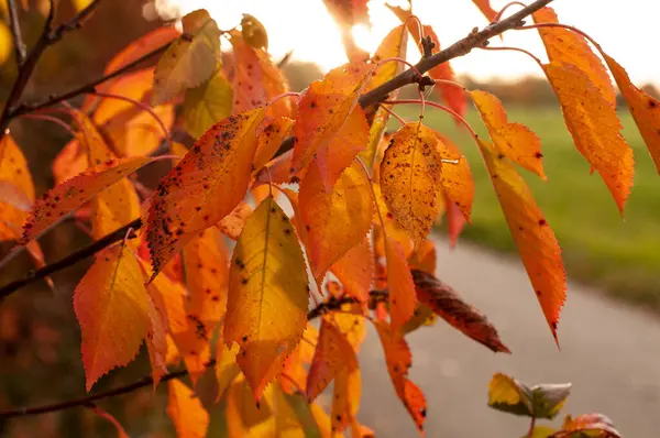 紅葉色の野生の桜の小枝 — ストック写真