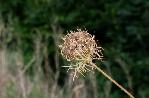 Vild Morot Med Inskriven Blomklase Som Utvecklar Frön Höstsolljus — Stockfoto