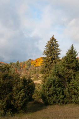 Almanya 'da sonbahar yaprağı renginde bir manzara