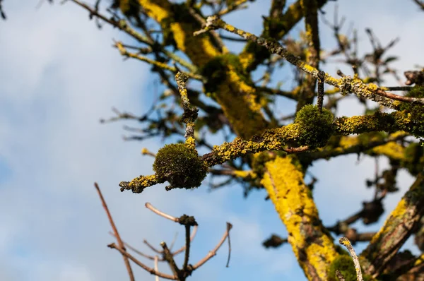 Detailní Záběr Zelené Mechové Polštáře Rostoucí Suchých Větvích Staršího Stromu — Stock fotografie