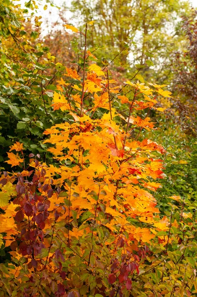 Een Zaailing Van Een Esdoorn Boom Herfst Met Kleurrijke Bladeren — Stockfoto