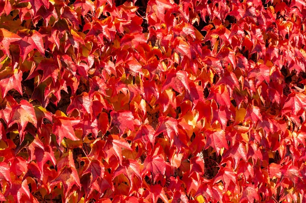 秋の晴れた日に赤い葉で覆われたビルのファサード — ストック写真
