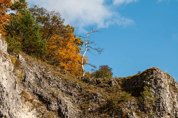 Lombhullató Fák Őszi Leveles Színekben Egy Szikla Jurassic Mészkő Sváb — Stock Fotó