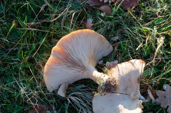 Infundibulicybe geotropa ya da keşişlerin solungaçlarına yakın plan çayırlarda yetişen bir mantarın başıdır.
