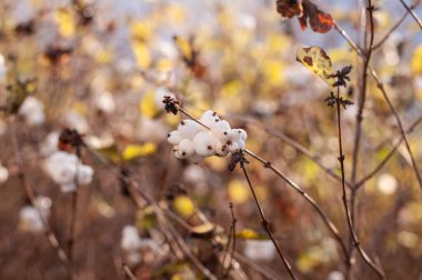 Beyaz meyveli bir kar çileğinin dalına yakın plan.