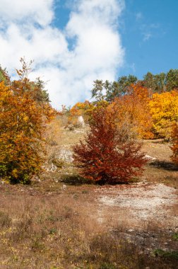 Sonbahar yapraklarındaki ağaçlar taşlı topraklardaki renkler Almanya 'daki Swabian alblerinde