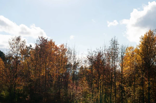 Laubbäume Herbst Wald Mit Bunten Blättern Der Abendsonne — Stockfoto