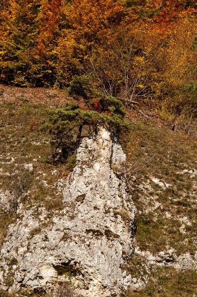 秋の風景の中 スワビアン アブの岩場に生えている松の木 — ストック写真
