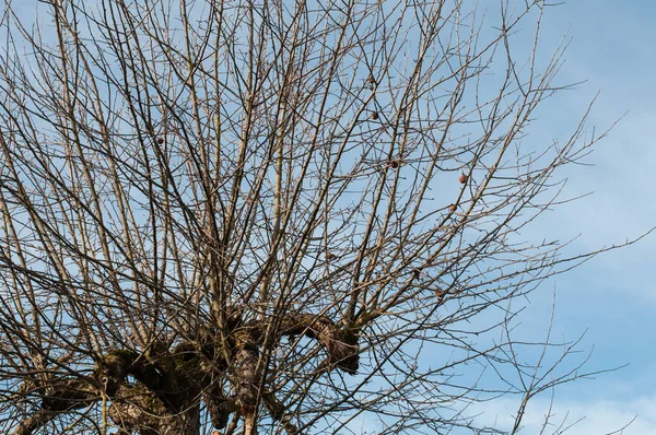 Manzanas Arrugadas Olvidadas Colgando Las Ramas Árbol Sin Hojas Día — Foto de Stock