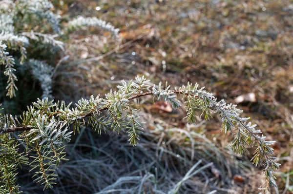 Close Frost Covered Twig Juniper Shrub Morning Sunlight — Stock Photo, Image