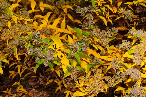 Gros Plan Des Capitules Flétris Une Prairie Japonaise Dans Jardin — Photo