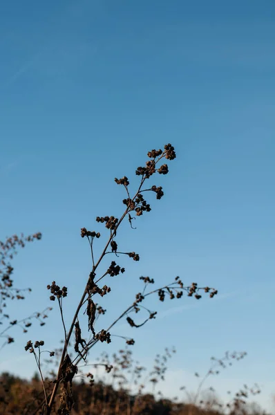 Увядшие Цветки Девственницы Осенью Голубым Небом — стоковое фото