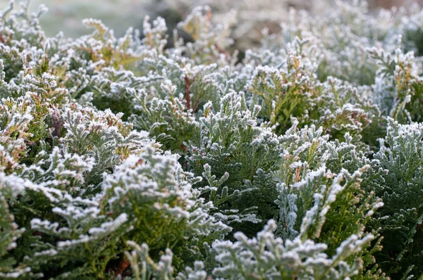 Primo Piano Una Siepe Thuja Durante Una Mattina Invernale Fredda — Foto Stock